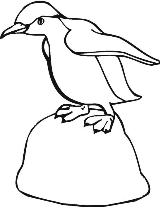 Pingwin kolorowanki